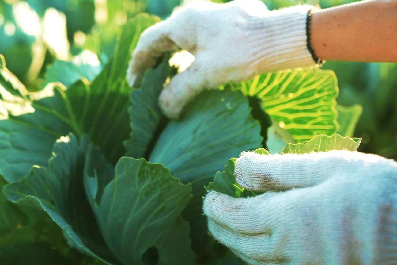 Implementar la tecnología Blockchain en la industria agroalimentaria