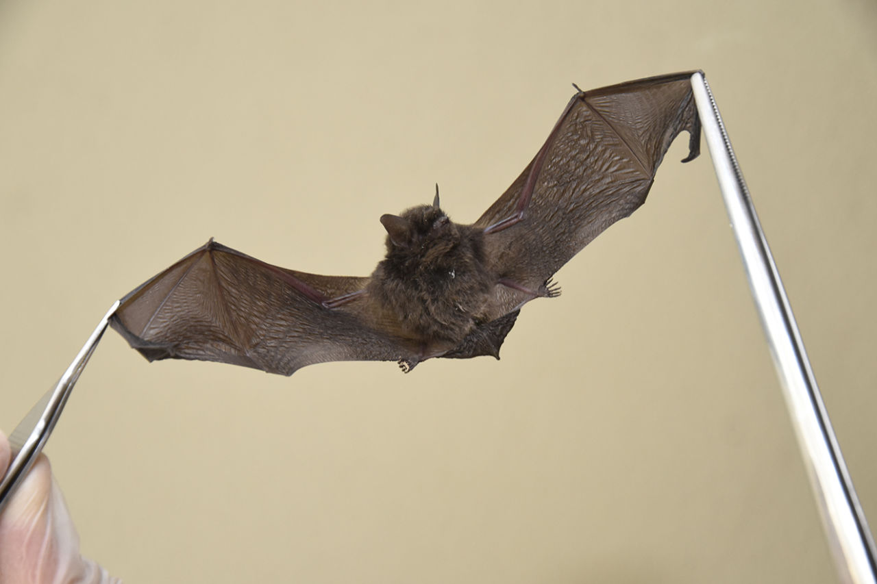 VISAM identifica morcego positivo na Colônia e orienta moradores